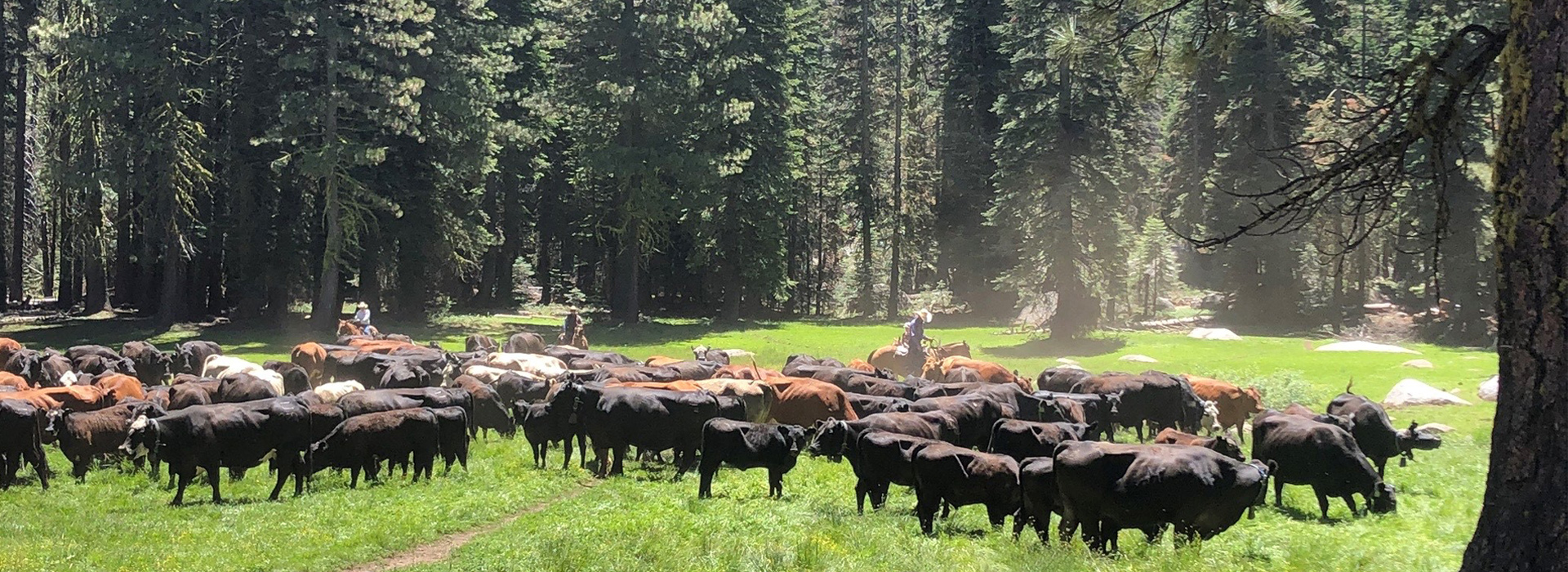 Cattle grazing in the forest - TuCARE